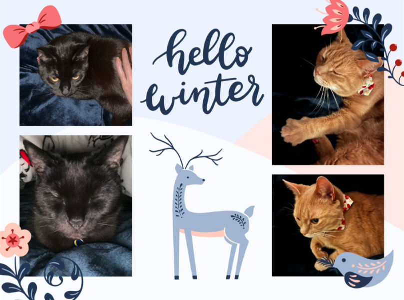 Christmas with the Excellent Cats