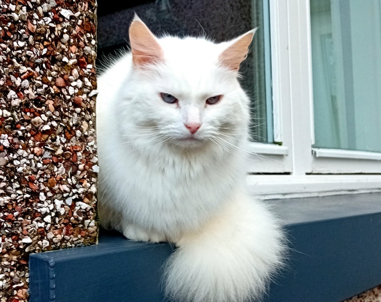 Autistic Women Assemble! #2