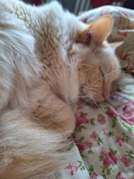 What do your cats do to annoy you ? Do they do it on purpose ?