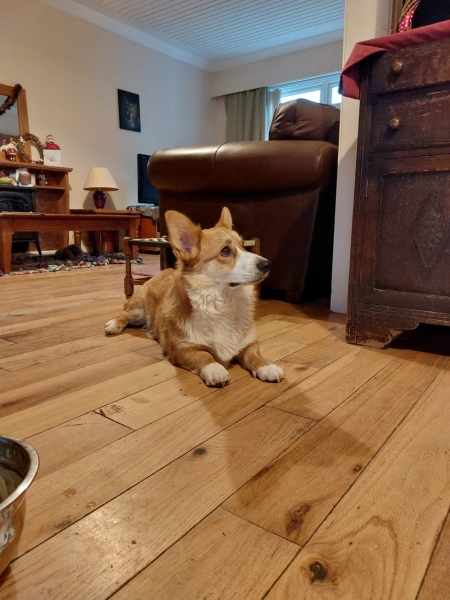 What are your pets getting for Christmas?