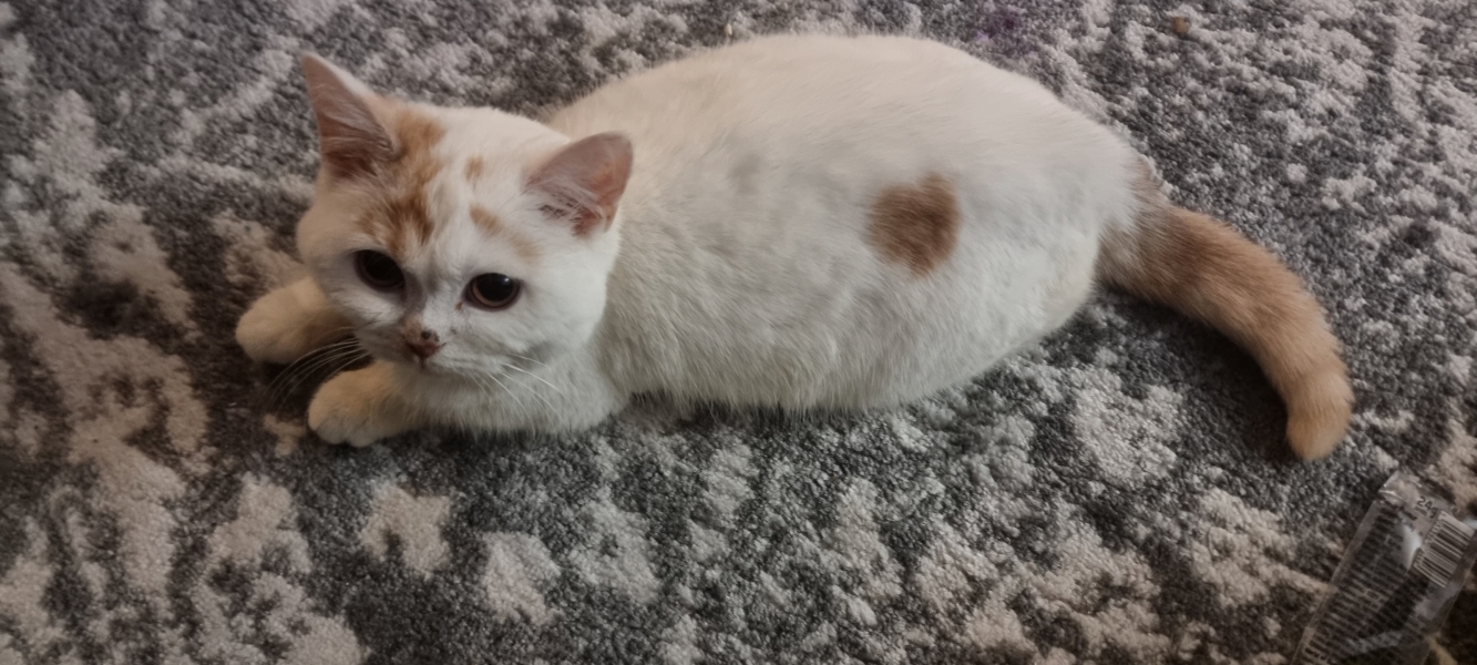 Advice needed for situation with poorly cat