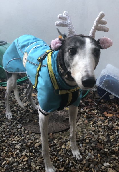 Thin skinned lurcher lost a bit of weight