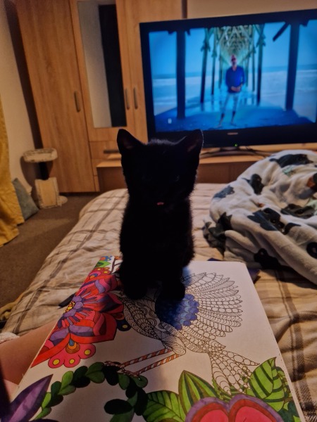 My new curley haired kitten