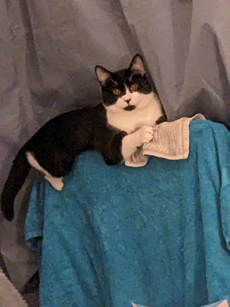 To cry? Cat pissed on the bed while I was sleeping!