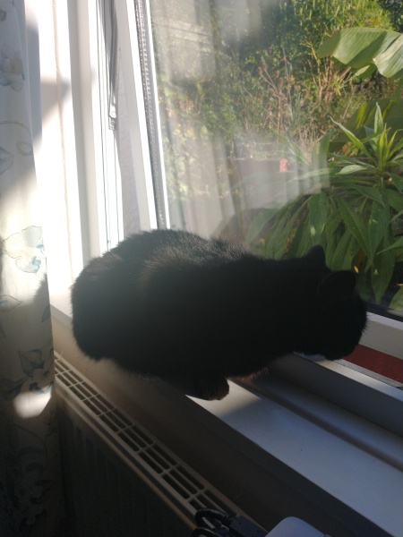 The Very Eventful Lives of the Excellent Cats