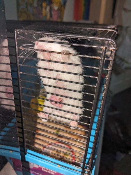 Wtf is this on female hamster (photo)