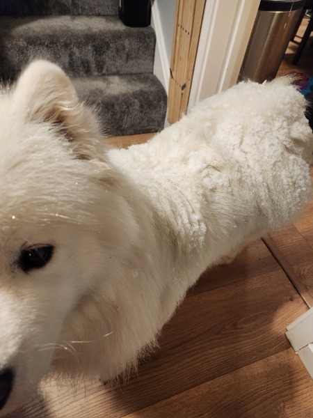 Puppy Survival Thread - for old and new pups heading into winter