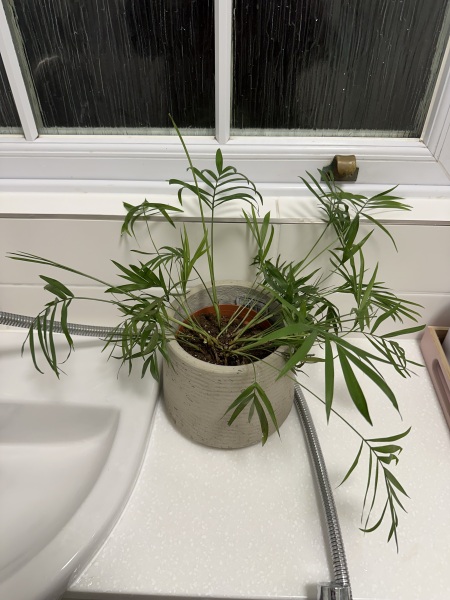 My plant is dying - What should I do?