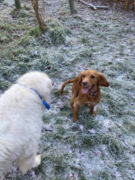 Anyone else got snow? Our dog is loving it!