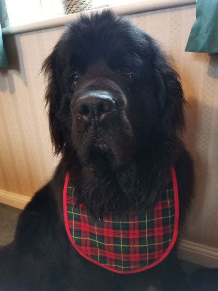 Teen dog thread
