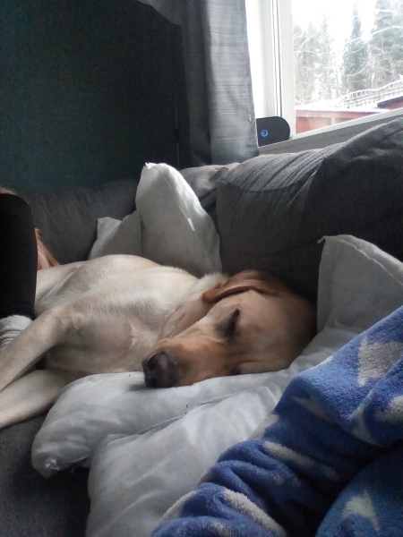 Dog lovers - need a dog bed solution she won’t eat!