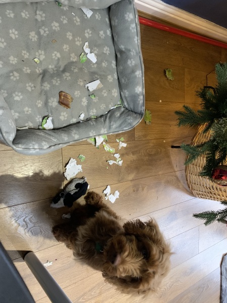 Puppy Survival Thread - for old and new pups heading into winter