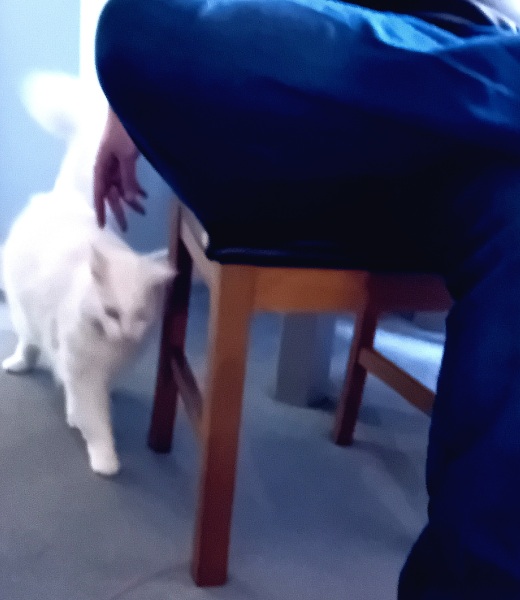 Christmas with the Excellent Cats