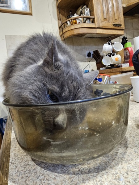 Are all cats messy bastards or is it just mine?