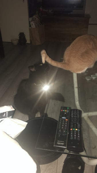 Christmas with the Excellent Cats