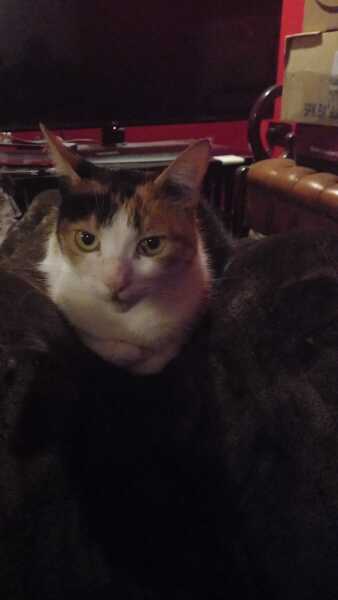 Poor little rescue kitty