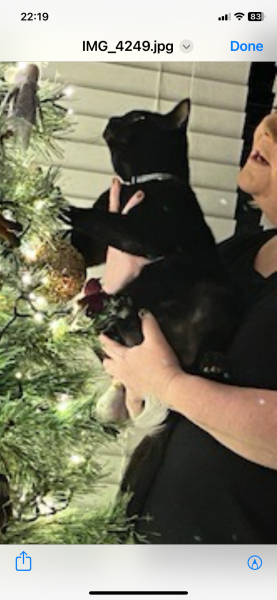 Christmas with the Excellent Cats