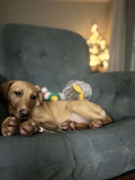 Puppy Survival Thread - for old and new pups heading into winter