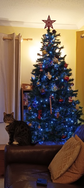 Can I see your Christmas tree?