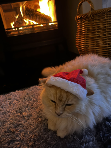 Christmas with the Excellent Cats