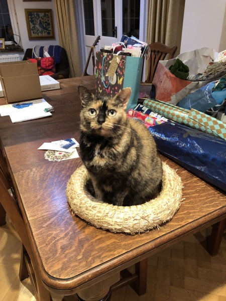 why if something is on the floor do cats have to sit on it?