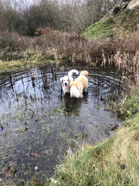 What do I need to know about getting a golden retriever?