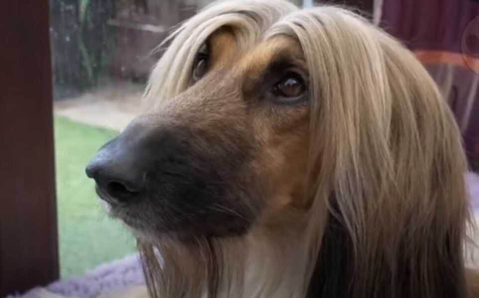 Names for my dog?