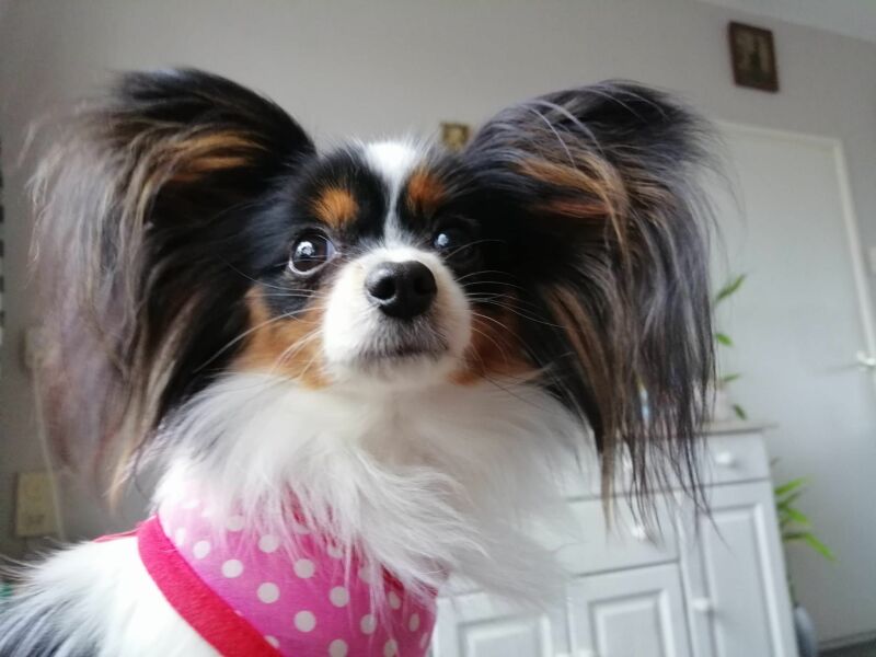 Small breed for agility + family friendly