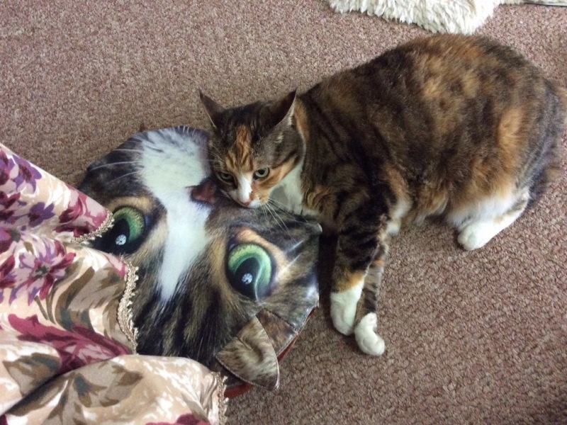 Christmas with the Excellent Cats