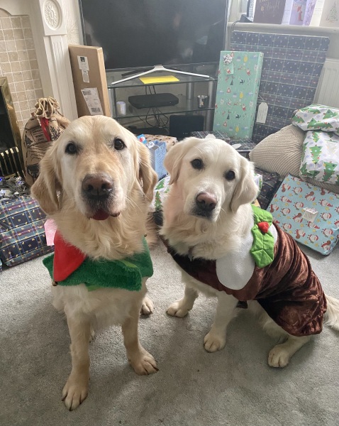 What do I need to know about getting a golden retriever?