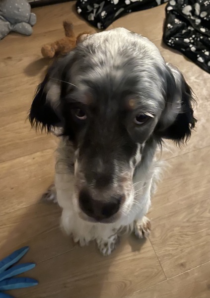 Neighbour complaining about dog barking in morning