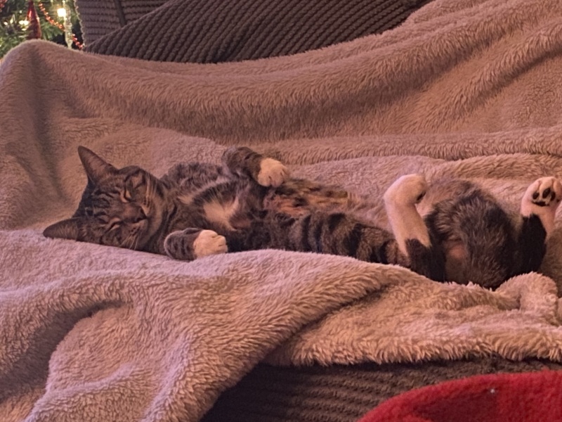 4 month old Bengal X