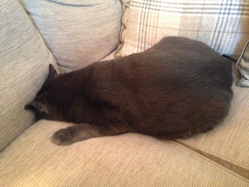 Settling in rescue cat (currently hiding under my armchair)?...:)