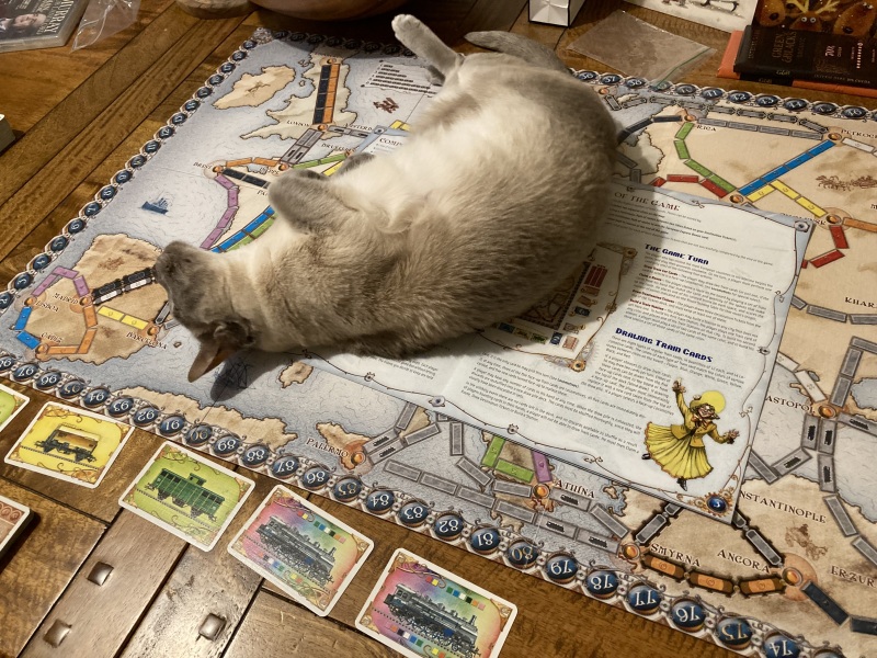why if something is on the floor do cats have to sit on it?