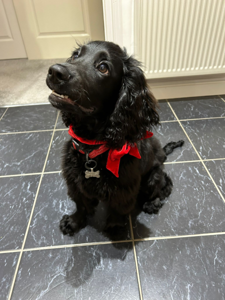 Puppy Survival Thread - for old and new pups heading into winter