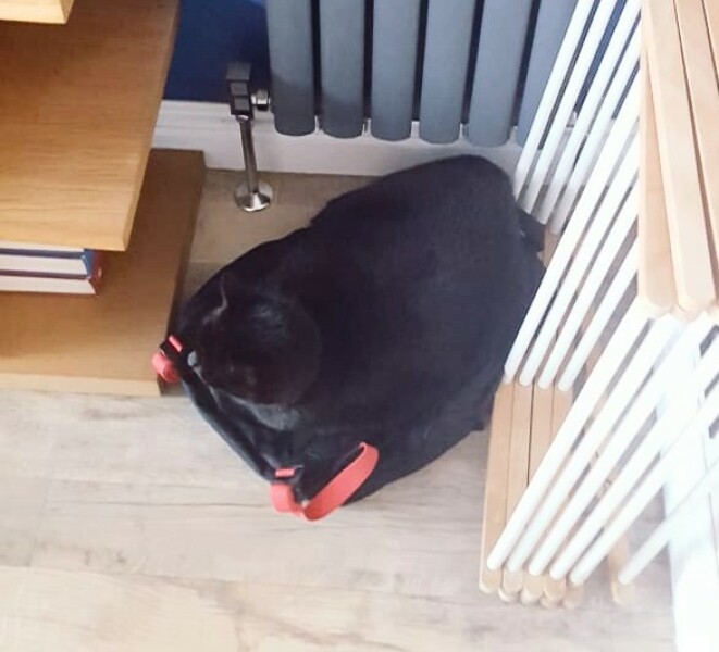 Let's see your best "Loaf of Doom" pics!