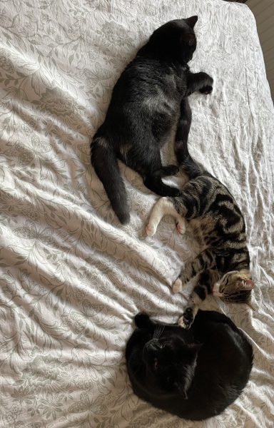 Kitten update