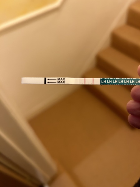 Can you ovulate before a Hycosy/HSG?!