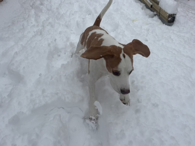 Anyone else got snow? Our dog is loving it!