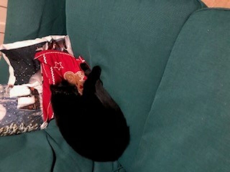 In preparation for Christmas today I will……