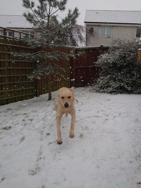 Anyone else got snow? Our dog is loving it!