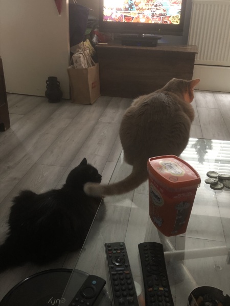 Christmas with the Excellent Cats