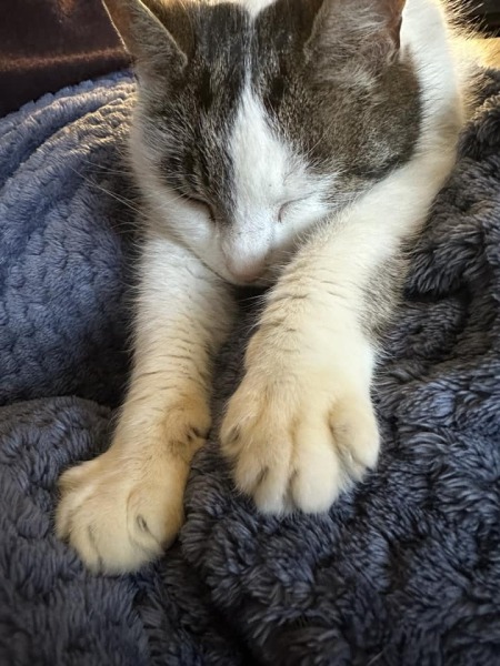 Lost cat has been found... Help?!