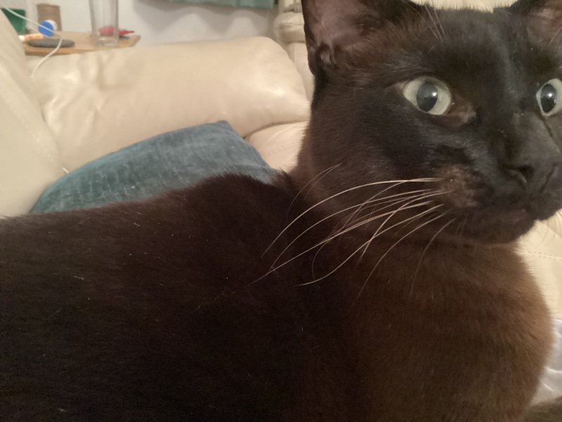 Strange patch on cats face