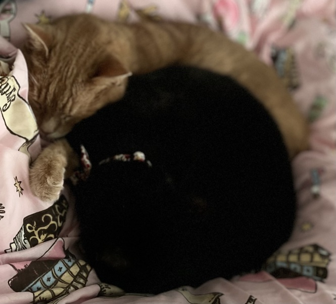Christmas with the Excellent Cats