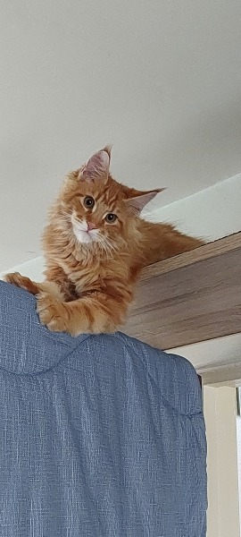 Yet another new kitten