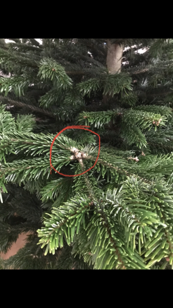 AIBU to think they should replace the Christmas tree?