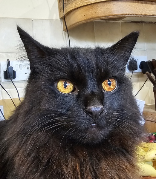 Christmas with the Excellent Cats