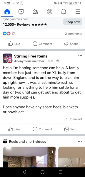 XL bully dogs and Scotland
