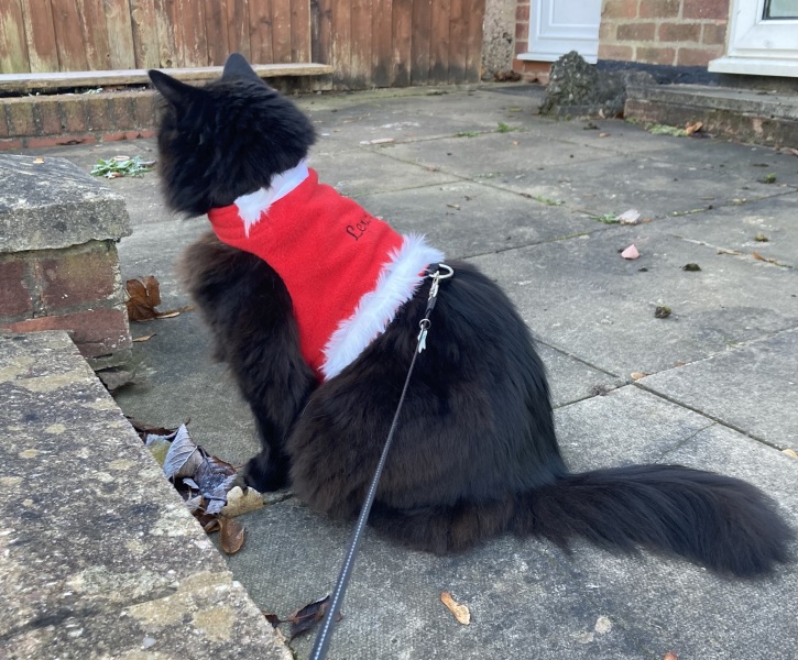 The Very Eventful Lives of the Excellent Cats